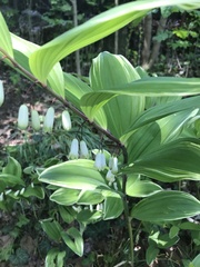 Polygonatum multiflorum