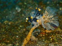 Thecacera