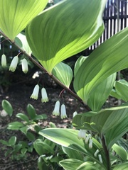 Polygonatum multiflorum