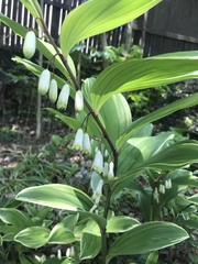 Polygonatum multiflorum