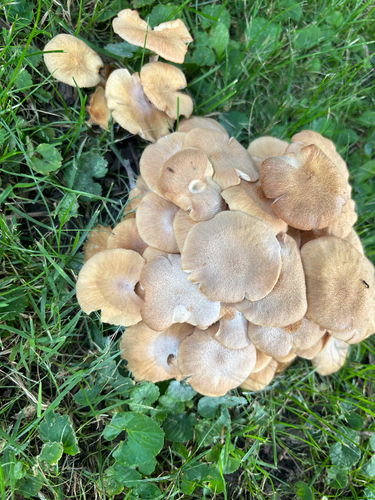Ringless Honey Mushroom
