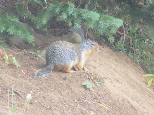 Columbian Ground Squirrel observed by carterdorscht