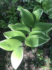 Polygonatum multiflorum