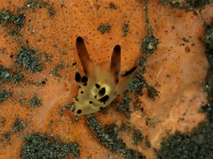 Thecacera