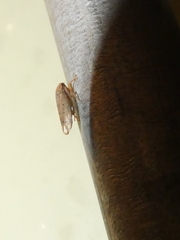 Polana