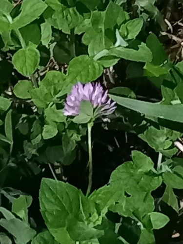 Red Clover