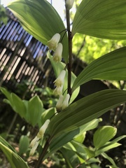 Polygonatum multiflorum