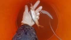 Ptychocheilus oregonensis