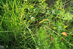 Carex neurocarpa