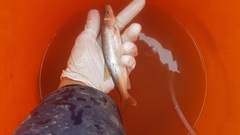 Ptychocheilus oregonensis