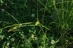 Carex neurocarpa