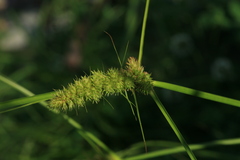 Carex neurocarpa
