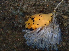 Thecacera