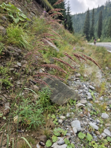 Calamagrostis pseudophragmites