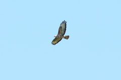 Buteo buteo
