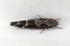 Mompha sturnipennella