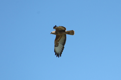 Buteo buteo
