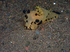 Thecacera