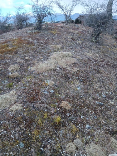 Pimelea sericeovillosa observed 2026-08-30