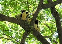 Propithecus coquereli