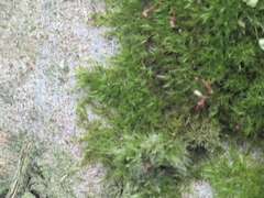 Rhynchostegiella tenella