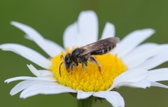 Andrena chrysosceles