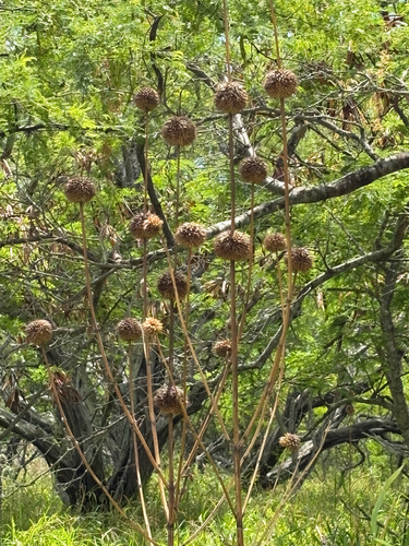 Leonotis nepetifolia observed 2026-08-30