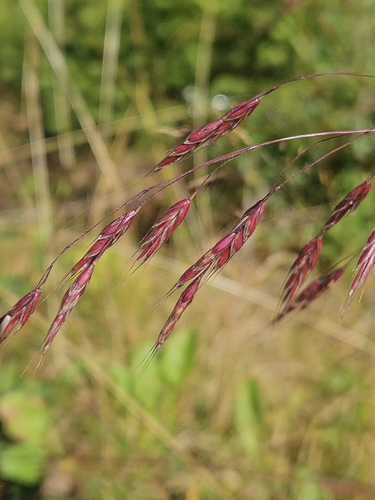 Field Brome