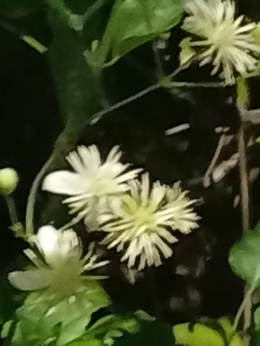 Old man's beard