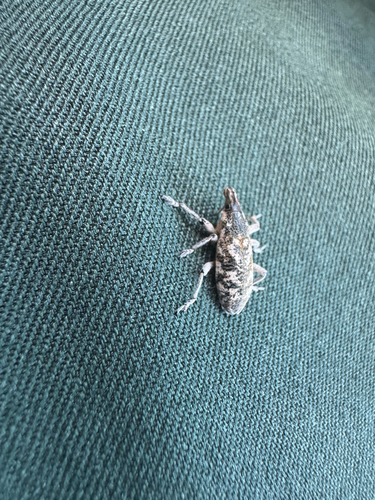 Knapweed Root Weevil