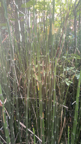 rough horsetail