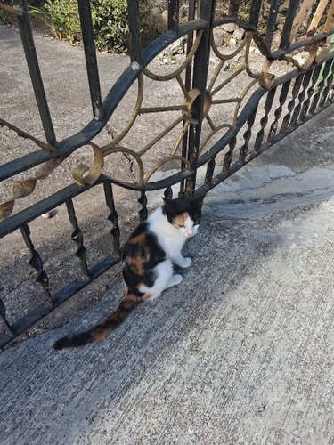 Domestic Cat