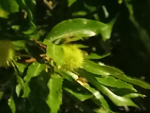 Sweet Chestnut