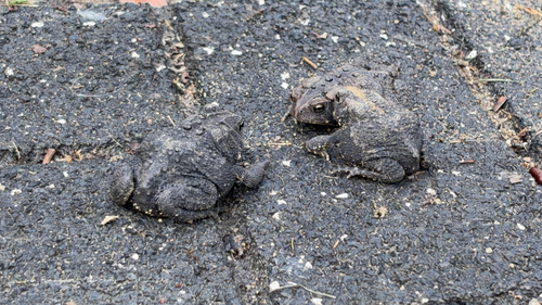 American Toad
