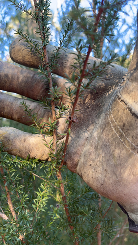 Kunzea ambigua, photograph 4