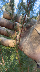 Kunzea ambigua, photograph (c) Kevin Jäger, some rights reserved (CC BY)