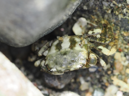 Yellow Shore Crab