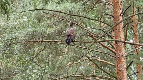 White-tailed Eagle