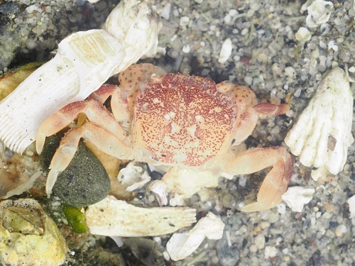 Purple Shore Crab