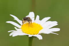 Andrena chrysosceles