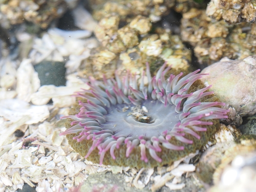 Aggregating Anemone