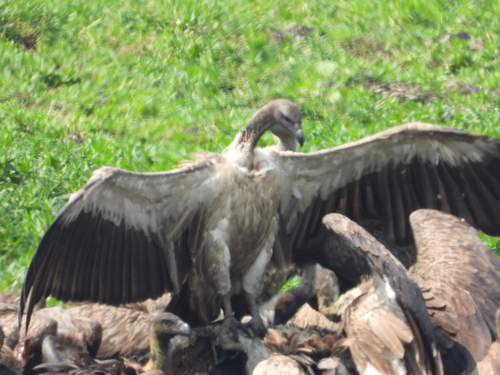 White-backed Vulture