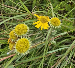 Helianthus mollis