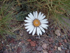 Trichocline cineraria