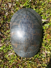 Pseudemys alabamensis