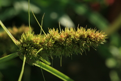 Carex neurocarpa