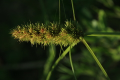 Carex neurocarpa