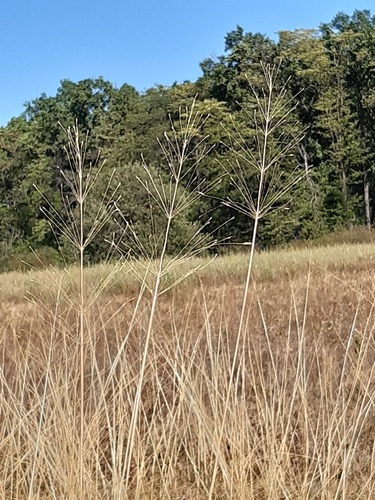 Chrysopogon gryllus, 2026-08-30