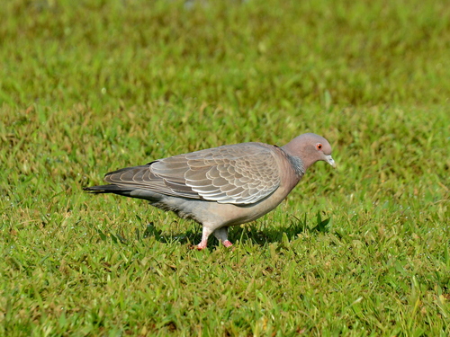 Northern Picazuró Pigeon