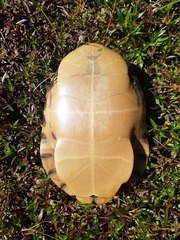 Pseudemys alabamensis